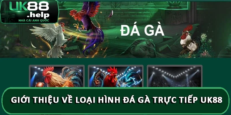 Hướng dẫn đặt cược đá gà trực tiếp tại nhà cái UK88 1 Giới thiệu về loại hình đá gà trực tiếp UK88