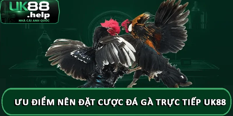 Hướng dẫn đặt cược đá gà trực tiếp tại nhà cái UK88 4 Ưu điểm nên đặt cược đá gà trực tiếp UK88