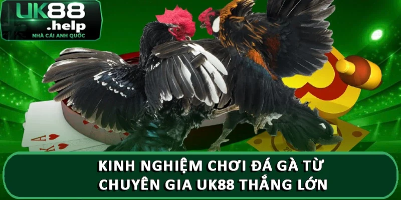 Kinh nghiệm chơi đá gà từ chuyên gia UK88 thắng lớn