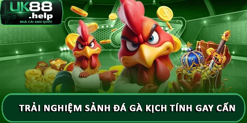 Trải nghiệm sảnh đá gà kịch tính gay cấn
